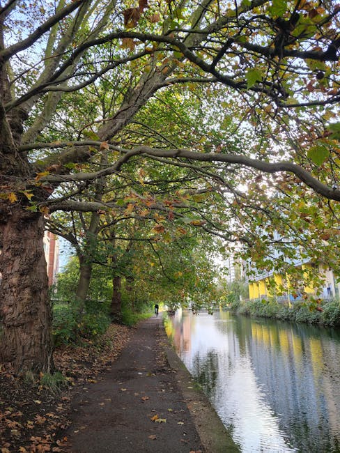 A scenic view of a narrow footpath running alongside a calm, reflective canal in Maida Vale, with large deciduous trees arching overhead, their branches extending across the path and partially covering it with green and yellowing leaves, indicating autumn. The path is bordered by the tree trunks on one side and the water on the other, with a person visible walking in the distance. On the opposite side of the canal, there are modern buildings with yellow and blue facades. This peaceful scene exemplifies the characteristic environment where house removals and furniture transport services by Man and a Van Maida Vale could take place during relocation projects in the Maida Vale area.